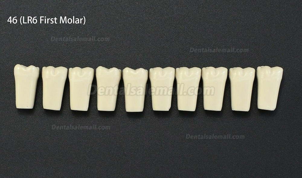 10Pcs/lot Dental Typodont Teeth Replacement Teeth Compatible with Columbia 860